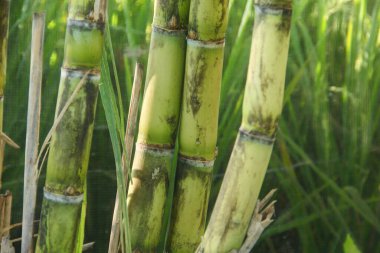 Şeker kamışı bitkileri, tropikal ülkelerdeki şeker kamışı tarlalarında yetişen ve sarı şeker kamışı saplarını gösteren
