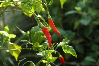 Capsicum frutescens veya cayenne biberi, kırmızı biber Solanaceae ailesine ait bir çalıdan gelir.