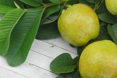 Tam guava meyvesi ya da Psidium Guajava masaya düzgün bir şekilde yerleştirilmiş ve taze yeşil yapraklarla süslenmiş.