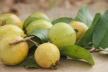 Tam guava meyvesi ya da Psidium Guajava masaya düzgün bir şekilde yerleştirilmiş ve taze yeşil yapraklarla süslenmiş.