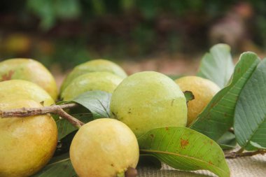 Tam guava meyvesi ya da Psidium Guajava masaya düzgün bir şekilde yerleştirilmiş ve taze yeşil yapraklarla süslenmiş.