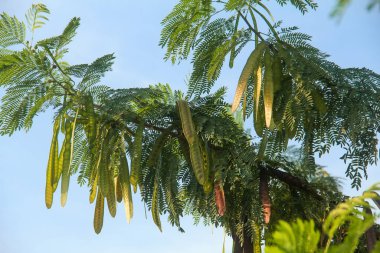 Kurak mevsimde kuru ve yeşil petai meyvesi üreten Petai ağacı veya Leucaena löcocephala