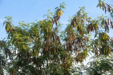 Kurak mevsimde kuru ve yeşil petai meyvesi üreten Petai ağacı veya Leucaena löcocephala