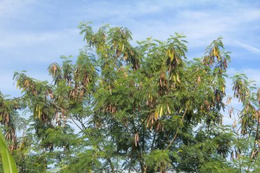 Kurak mevsimde kuru ve yeşil petai meyvesi üreten Petai ağacı veya Leucaena löcocephala
