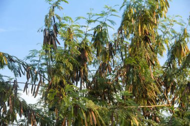 Kurak mevsimde kuru ve yeşil petai meyvesi üreten Petai ağacı veya Leucaena löcocephala