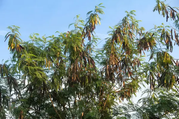 Kurak mevsimde kuru ve yeşil petai meyvesi üreten Petai ağacı veya Leucaena löcocephala