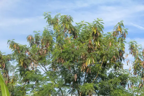 Kurak mevsimde kuru ve yeşil petai meyvesi üreten Petai ağacı veya Leucaena löcocephala