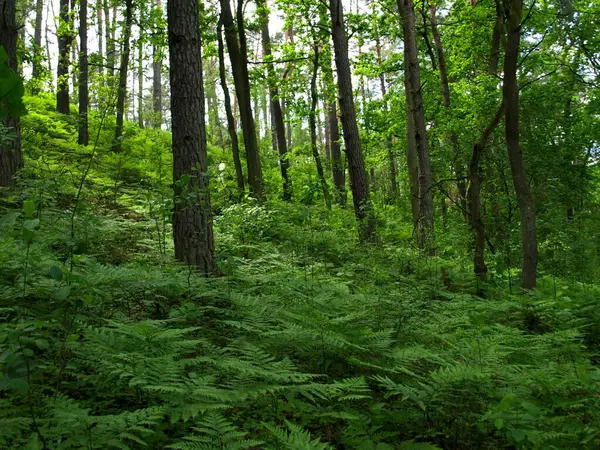 Kampinos Ulusal Parkı 'ndaki güzel yeşil orman manzarası.