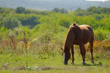 Budapeşte, Macaristan - 1 Ekim 2023: Budapeşte 'nin eteklerinde at.