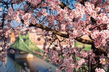 Budapeşte, Macaristan: Çiçek açan badem ağacı. Arka planda Özgürlük Köprüsü var. Bahar havası.