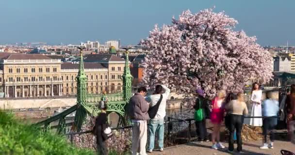 Budapest Hungary March 2024 Crowd Tourists Taking Picture Almond Tree — Stock Video
