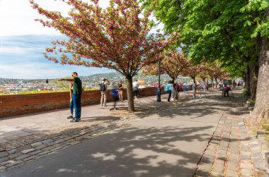Budapeşte, Macaristan - 7 Nisan 2024: Buda Kalesi bölgesinde yürüyen insanlar. Çiçekli sakura..