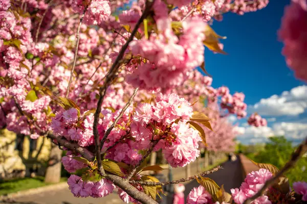 stock image Alley of blossoming plum trees in Buda Castle in Budapest, Hungary.