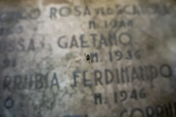 stock image Venice, Italy - June 04, 2024: Spider macro shot on San Michele Cemetery.