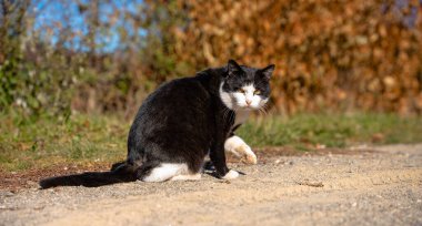 Tek Renkli Koruyucu: Transilvanya Vahşi Doğasında Bir Smokin Kedisi
