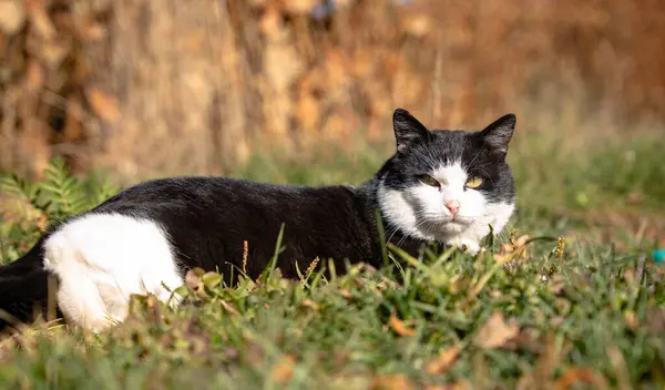 Tek Renkli Koruyucu: Transilvanya Vahşi Doğasında Bir Smokin Kedisi