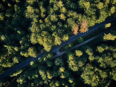 Orman yolu kuşbakışı, araba yok. Havadan, İHA fotoğrafçılığı yazın yukarıdan çekildi. Etrafı kozalaklı ağaçlarla çevrili. Uzayı kopyala Seyahat ve ulaşım kavramı.