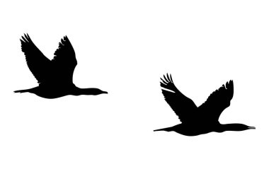 Minimalist bir görüntüde, saf beyaz arka planda siyah siluet olarak gösterilen iki kuş yer alır. Kuşlar uçarken tasvir edilir, kanatları açılır ve vücutları akış yönünde görünür..