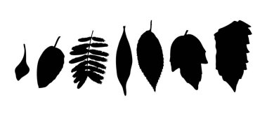 Çeşitli şekil ve boyutlarda siluetler, beyaz arka planda keskin bir şekilde izole edilir. Yapraklar sıra halinde dizilmiş, farklı formlarını sergiliyorlar..