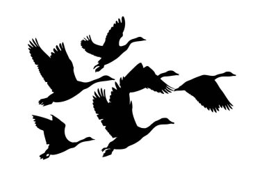 Bu resim, siluet ile betimlenmiş uçan bir grup kuşu tasvir ediyor. Kuşlar, muhtemelen kazlar, şekillerini ve hareketlerini vurgulamak için sade bir zemin üzerine kurulurlar. Göç görülebilir..