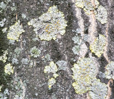 Yakın çekim makro fotoğraf bir ağacın kabuğunda bulunan liken kolonilerinin detaylı dokusunu gösteriyor. Görüntü, karmaşık, sarı-yeşil ve soluk gri yosunları yakalıyor, eşsiz şekillerini ve yüzey yapılarını vurguluyor..