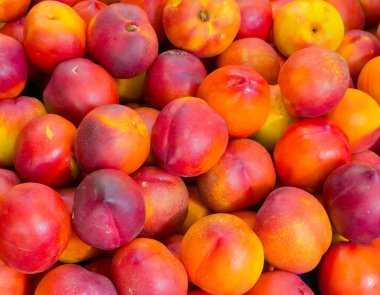 Pürüzsüz, kırmızı ve sarı derili taze nektarin yığınının yakın çekimi, doğal renklerini ve dokusunu gösteriyor. Düzenleme, meyvenin olgunluğunu ve sulandırıcılığını vurguluyor ve sağlıklı beslenme gibi kavramlar için ideal hale getiriyor.