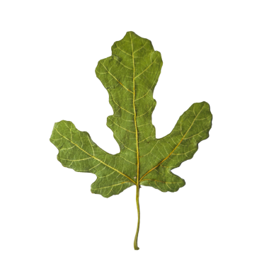 Tek yeşil incir yaprağı, şeffaf bir arka planda izole edilmiş ayrıntılı damarlar. Yaprak, bitkisel kesikler gerektiren botanik, eğitim veya tasarım projeleri için idealdir..