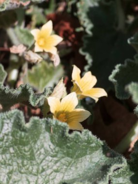Closeup of small yellow flowers blooming on a wild plant with coarse, hairy green leaves. The scene is illuminated by natural sunlight, highlighting the delicate petals and texture of the foliage. Background shows additional leaves and earth tones.
