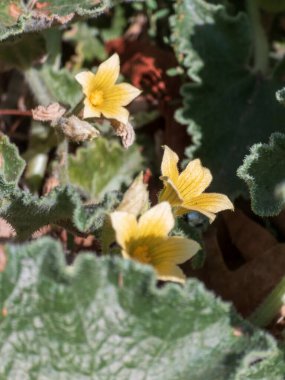 Close up of three small yellow wildflowers surrounded by thick, fuzzy green leaves in sunlight. The image captures the delicate petals amidst natural foliage, highlighting the texture and color contrast in a natural, outdoor environment.