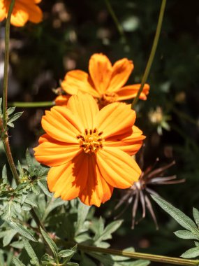 Close-up of vibrant orange cosmos flowers in full bloom with sunlight highlighting their petals. The green leaves and blurred background create a natural setting, making this image ideal for themes related to nature, gardening, and summer.