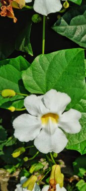 Bandung, Indonesia - Apr 15, 2024: Close up picture of white trumpet flower with yellow center known as Incarvillea delaveyi used as fence decoration clipart