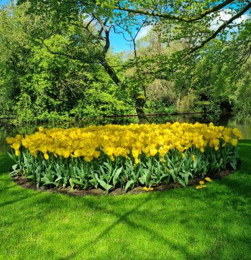 Lise, Hollanda - 29 Nisan 2024: Sarı renkli lale çiçekleri 