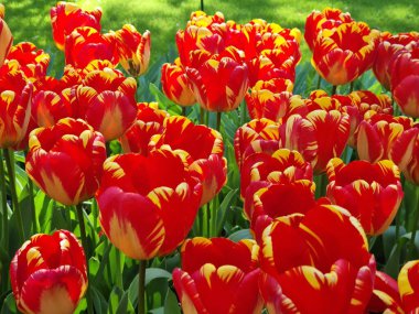 Lise, Hollanda - 29 Nisan 2024: 