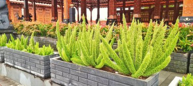 Bandung, Indonesia - Nov 09, 2024: Picture of Asparagus fern or foxtail fern grow freshly used as garden decoration clipart