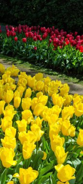 Lise, Netherland - Apr 29, 2024: Yellow color tulip flowers known as 