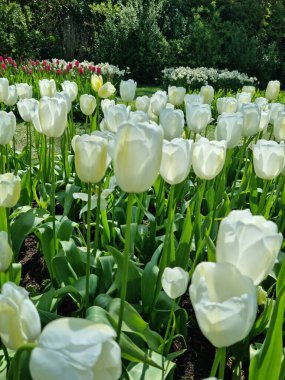 Lise, Hollanda - 29 Nisan 2024: 