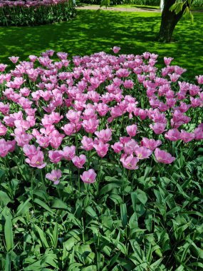 Lise, Hollanda - 29 Nisan 2024: 