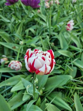 Lise, Netherland - Apr 29, 2024: Red and white color tulip flowers known as 