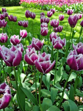 Lise, Netherland - Apr 29, 2024: Purple color tulip flowers with its fringed petals variant grows lushly during spring time clipart