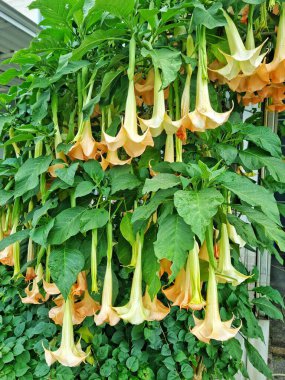 Bandung, Endonezya - 1 Şubat 2025: Tropan alkaloidleri içeren şeftali-turuncu renkli trompet şeklindeki çiçekler büyük ve sarkıktır