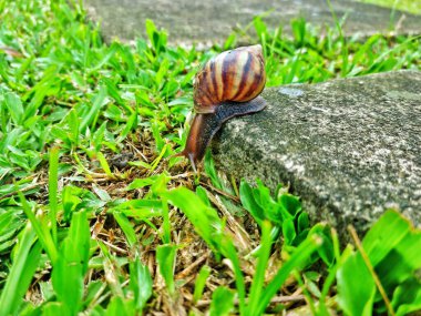 Bandung, Indonesia - Feb 1, 2025: Slow and deliberate movement of spiraled shell snail on the stone in the garden clipart