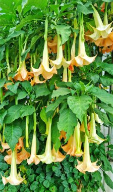 Bandung, Endonezya - 91 Şubat 2025: Tropan alkaloidleri içeren şeftali-turuncu renkli trompet şeklindeki çiçekler büyük ve sarkıktır