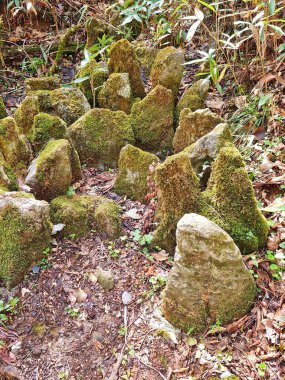 Zhangjiajie, Çin - 12 Nisan 2025: Bambu bahçesinde yeşil yosun kaplı kaya koleksiyonu ile doğal doğa ortamı