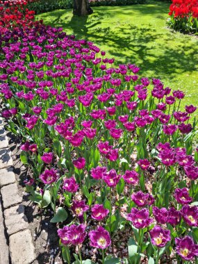 Lise, Hollanda - 29 Nisan 2024: Mor renkli lale çiçekleri ve püsküllü taç yaprakları bahar mevsiminde büyür