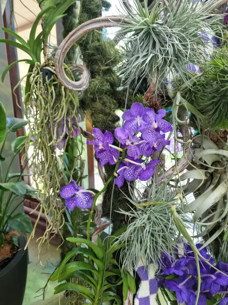 Lise, Hollanda - 29 Nisan 2024: Mavi çiçekler Vanda orkideleri epifitik olarak büyümekte ve görülebilir hava kökleri uzanmaktadır