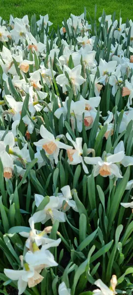 Lise, Hollanda - 29 Nisan 2024: Narcissus soluk krem rengi çiçek 