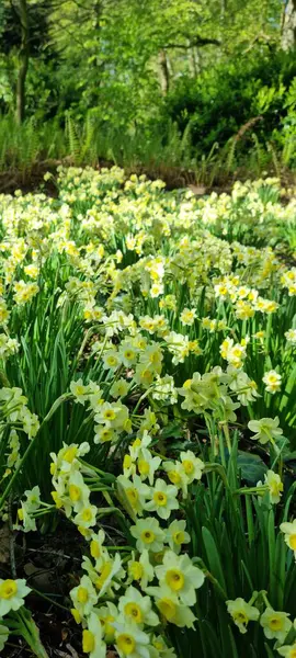 Lise, Hollanda - 29 Nisan 2024: 