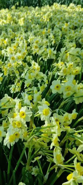 Lise, Hollanda - 29 Nisan 2024: 