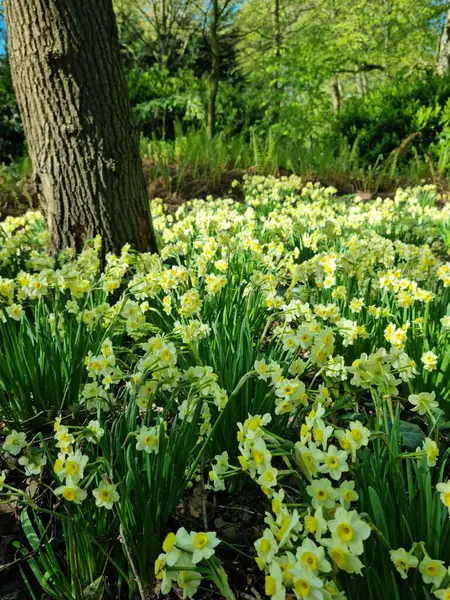 Lise, Hollanda - 29 Nisan 2024: 