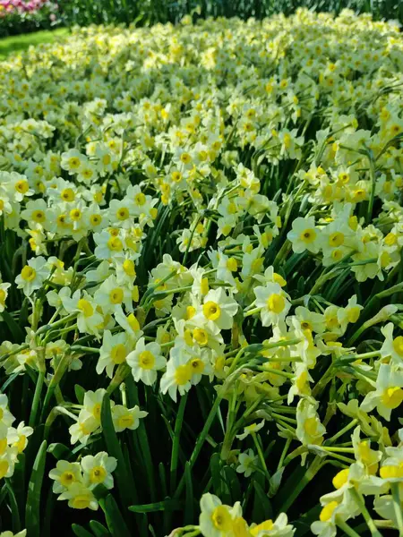 Lise, Hollanda - 29 Nisan 2024: 